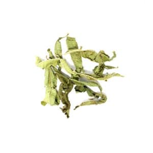 VERBENA WHOLE LEAVES CASE